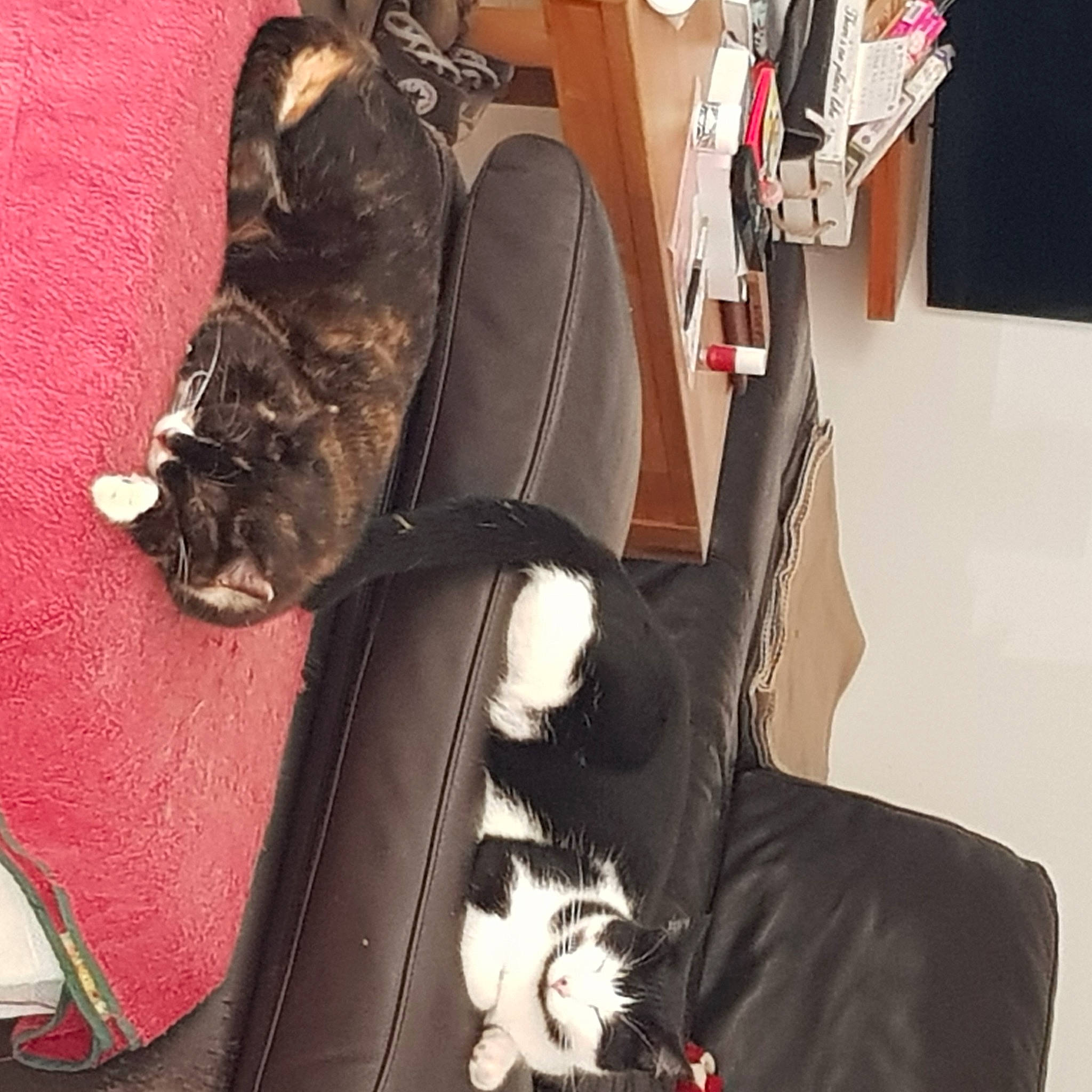 Gaïa participe au concours pour gagner de l'argent avec cette photo : auto_part, bag, baggage, black_cat, carnivore, cat, comfort, dog_breed, domestic_short_haired_cat, felidae, formal_wear, fur, luggage_and_bags, musical_instrument, personal_protective_equipment, room, small_to_medium_sized_cats, sporting_group, tail, whiskers