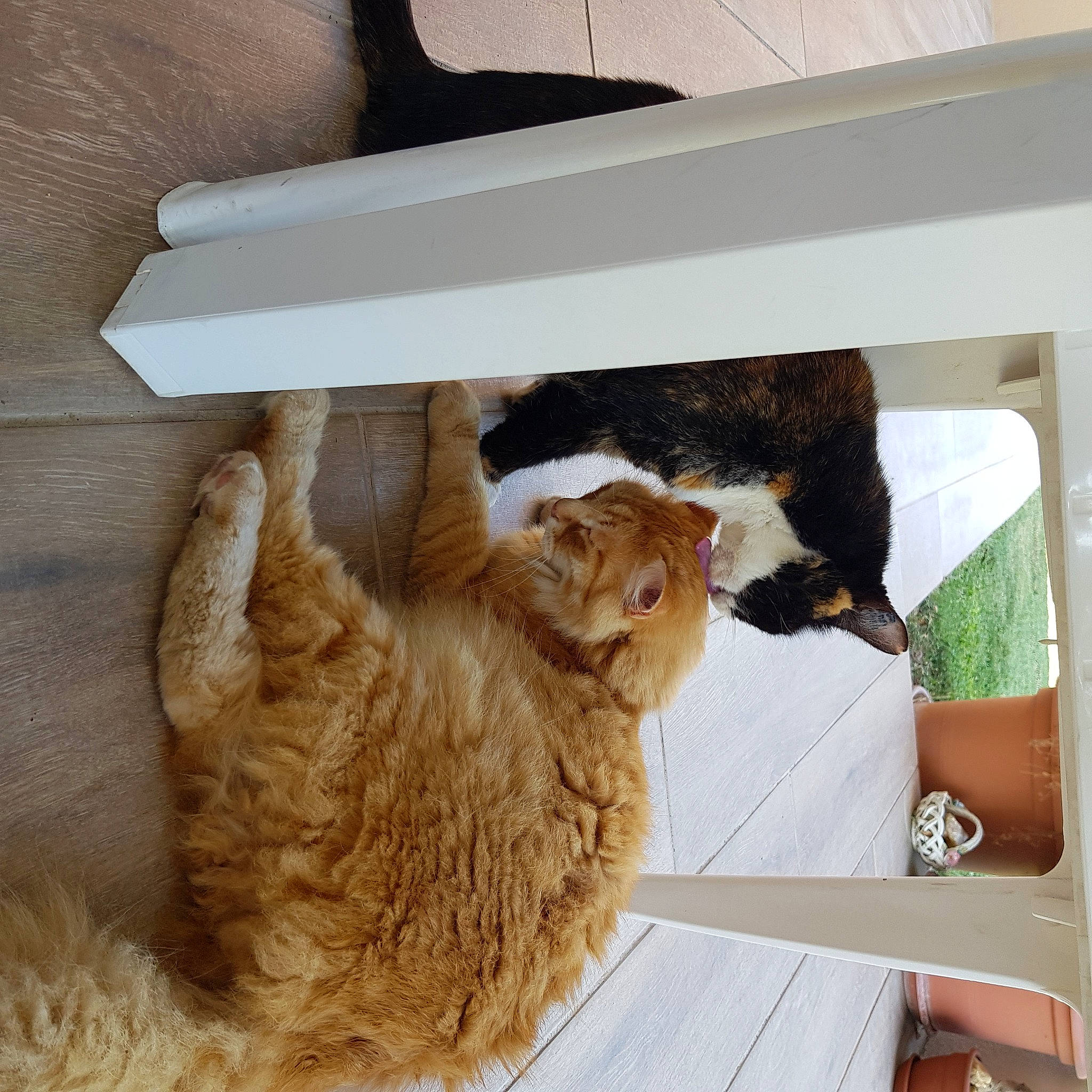 Gaïa a rejoint le concours — aidez-le/la à gagner de superbes lots ! animal_feed, carnivore, cat, cat_supply, chair, claw, comfort, domestic_short_haired_cat, fawn, felidae, fur, livestock, paw, pet_supply, room, small_to_medium_sized_cats, tail, terrestrial_animal, whiskers, wood