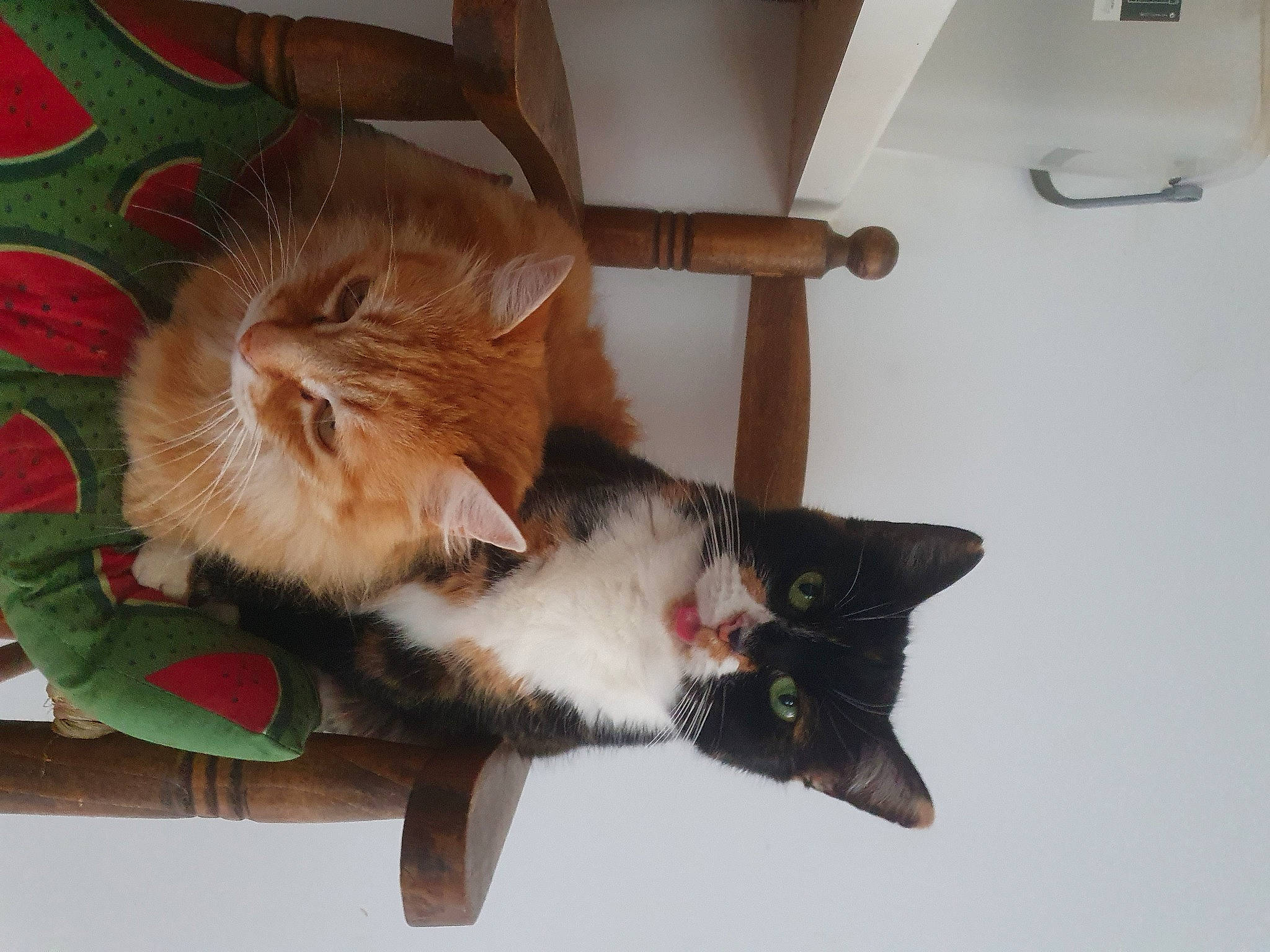 Gaïa participe au concours pour gagner de l'argent avec cette photo : carnivore, cat, claw, domestic_short_haired_cat, felidae, fur, hardwood, paw, plant, room, small_to_medium_sized_cats, tail, whiskers, wood