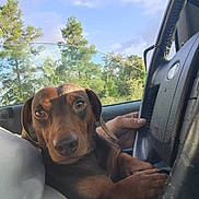 Charolette Mccormick joined the competition — help win amazing prizes! animal, brown_dog, car_interior, close_up, companion, cute, dachshund, daylight, dog, human_hand, looking_at_camera, nature, pet, portrait, sitting, sky, steering_wheel, trees, vehicle, window
