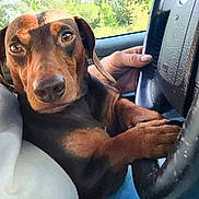 Freddie joined the competition — help win amazing prizes! dog, dachshund, car, steering_wheel, paw, hand, window, outdoor, pet, animal, brown_dog, closeup, portrait, inside_car, seat, driver, cute, looking, resting, canine