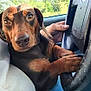 dog, dachshund, car, steering_wheel, paw, hand, window, outdoor, pet, animal, brown_dog, closeup, portrait, inside_car, seat, driver, cute, looking, resting, canine
