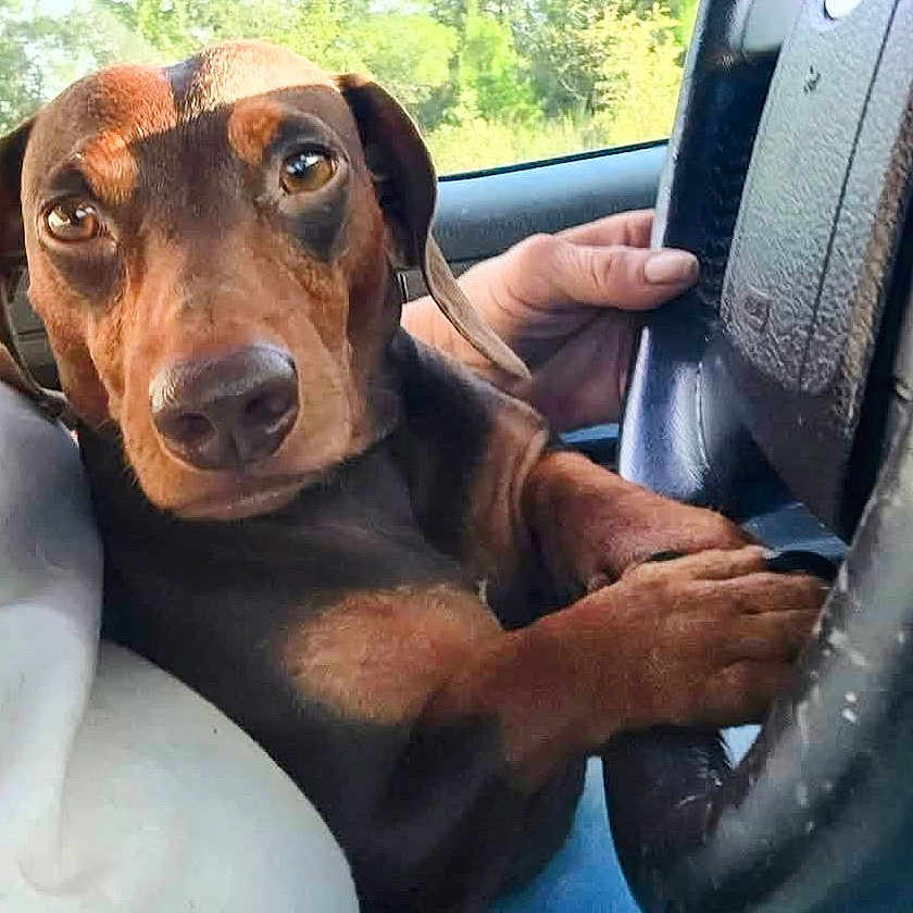 Freddie joined the competition — help win amazing prizes! animal, brown_dog, canine, car, closeup, cute, dachshund, dog, driver, hand, inside_car, looking, outdoor, paw, pet, portrait, resting, seat, steering_wheel, window
