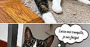 Urko participe au concours pour gagner de l'argent avec cette photo : cat, black_and_white, lying_down, yawning, speech_bubble, comic_style, indoor, rug, wooden_floor, metal_table_leg, curious, relaxed, pet, animal, feline, close_up, domestic, resting, tired, collar