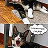 cat, black_and_white, lying_down, yawning, speech_bubble, comic_style, indoor, rug, wooden_floor, metal_table_leg, curious, relaxed, pet, animal, feline, close_up, domestic, resting, tired, collar
