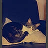 cat, sleeping, pillow, chair, indoor, pet, feline, resting, cozy, domestic, fur, animal, quiet, comfort, home, relaxation, closeup, mammal, cute, peaceful
