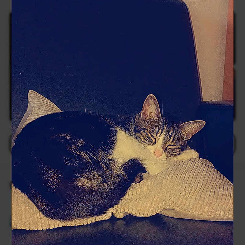 Urko a rejoint le concours — aidez-le/la à gagner de superbes lots ! cat, sleeping, pillow, chair, indoor, pet, feline, resting, cozy, domestic, fur, animal, quiet, comfort, home, relaxation, closeup, mammal, cute, peaceful