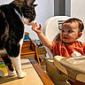 Urko participe au concours pour gagner de l'argent avec cette photo : baby, cat, high_chair, table, indoor, curious, child, pet, feline, interaction, tiled_table, orange_shirt, white_wall, wooden_furniture, domestic, young_child, animal, touching, cute, calm
