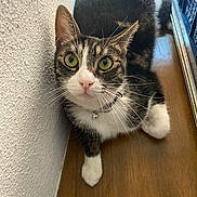 Urko a rejoint le concours — aidez-le/la à gagner de superbes lots ! cat, tabby_cat, green_eyes, whiskers, collar, bell, floor, wooden_floor, wall, textured_wall, pet, animal, indoor, close_up, curious, feline, resting, cute, domestic_animal, looking_up
