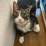 cat, tabby_cat, green_eyes, whiskers, collar, bell, floor, wooden_floor, wall, textured_wall, pet, animal, indoor, close_up, curious, feline, resting, cute, domestic_animal, looking_up