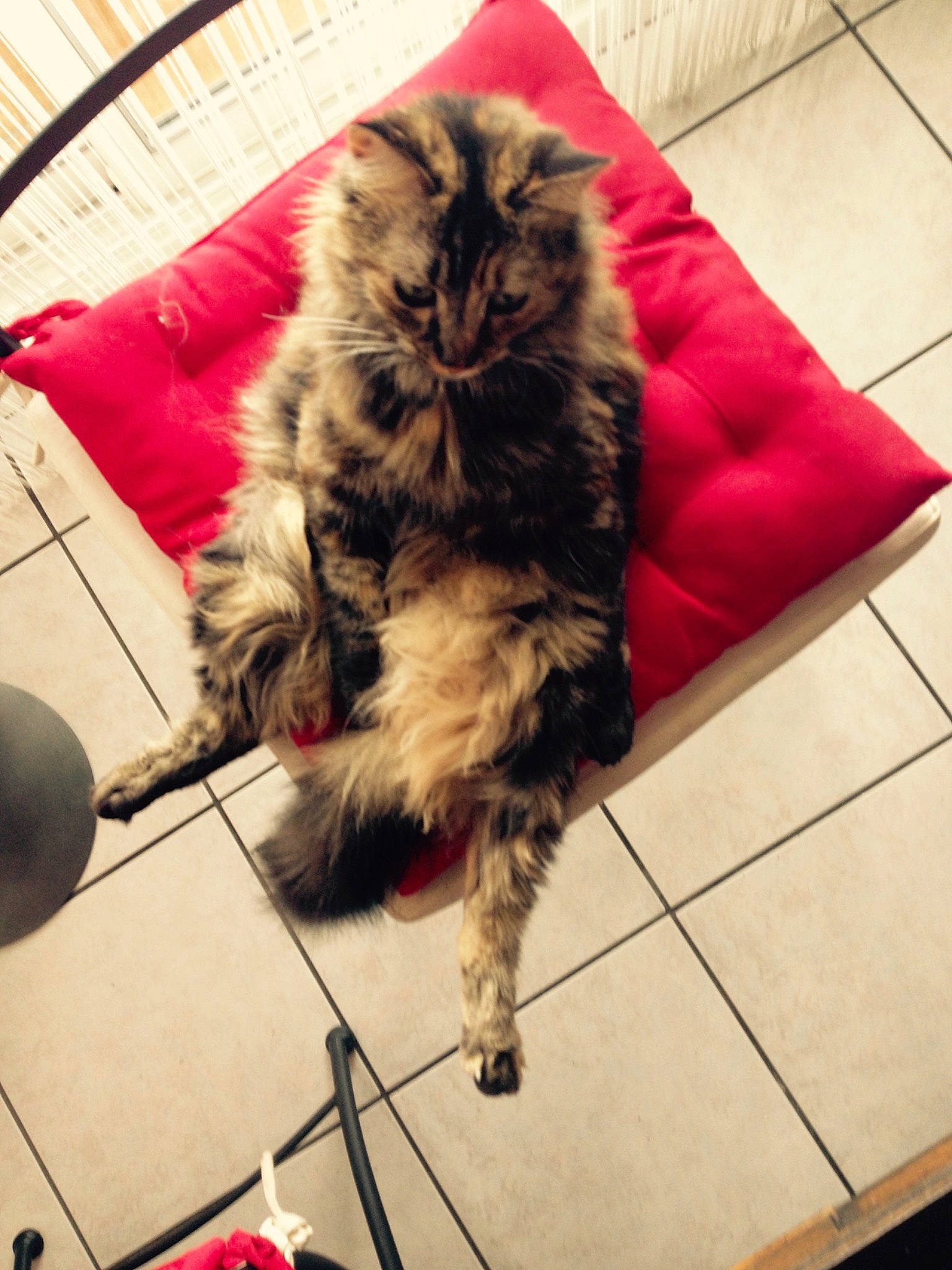 Izzy participe au concours pour gagner de l'argent avec cette photo : british_longhair, canidae, carnivore, cat, claw, comfort, companion_dog, dog_breed, domestic_short_haired_cat, felidae, flooring, fur, metal, paw, small_to_medium_sized_cats, snout, sporting_group, tail, terrestrial_animal, whiskers