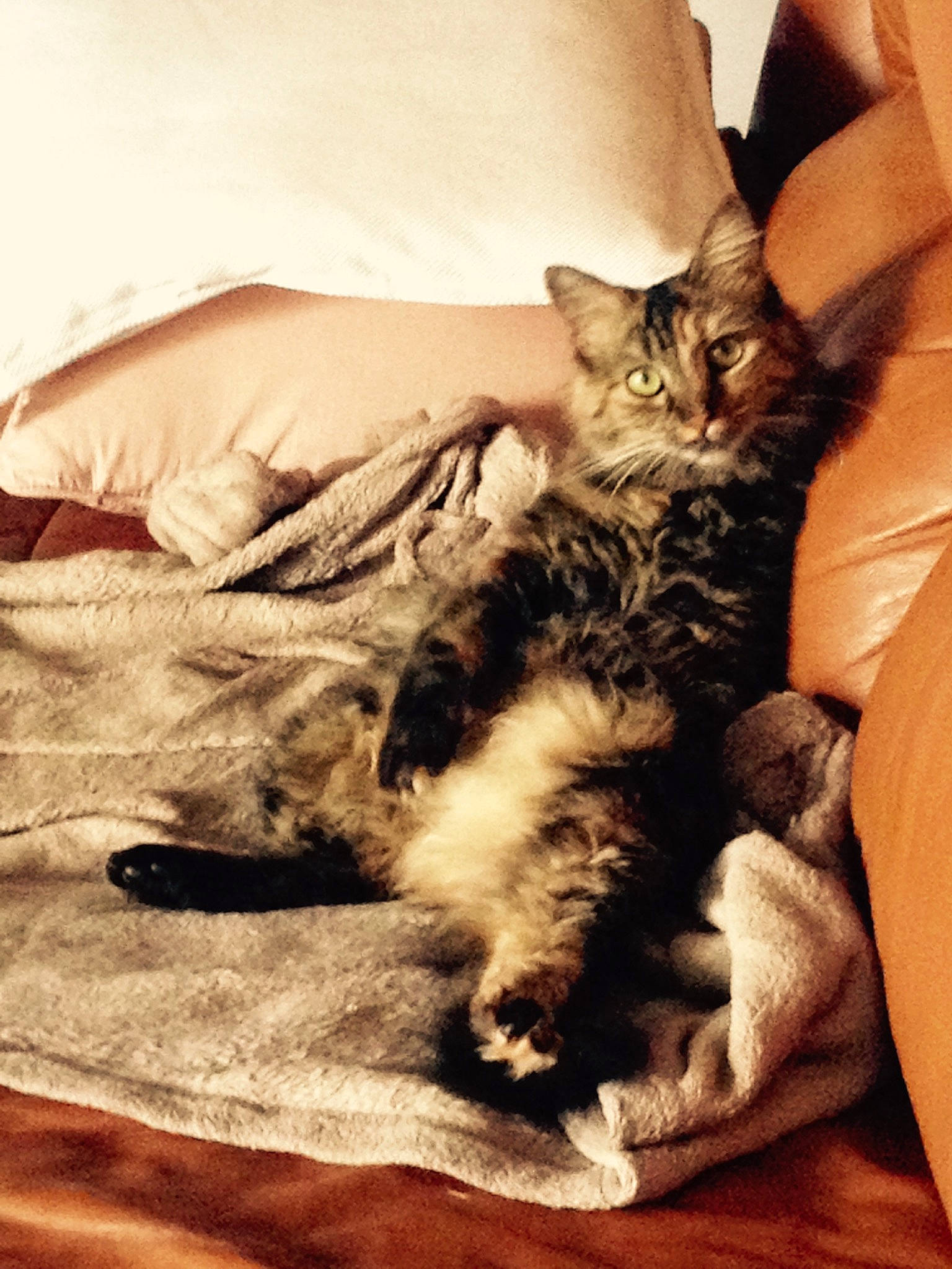 Izzy a rejoint le concours — aidez-le/la à gagner de superbes lots ! bed, bedding, carnivore, cat, claw, cloud, comfort, domestic_short_haired_cat, fawn, felidae, fur, grey, human_leg, linens, paw, sitting, small_to_medium_sized_cats, tail, whiskers, wood