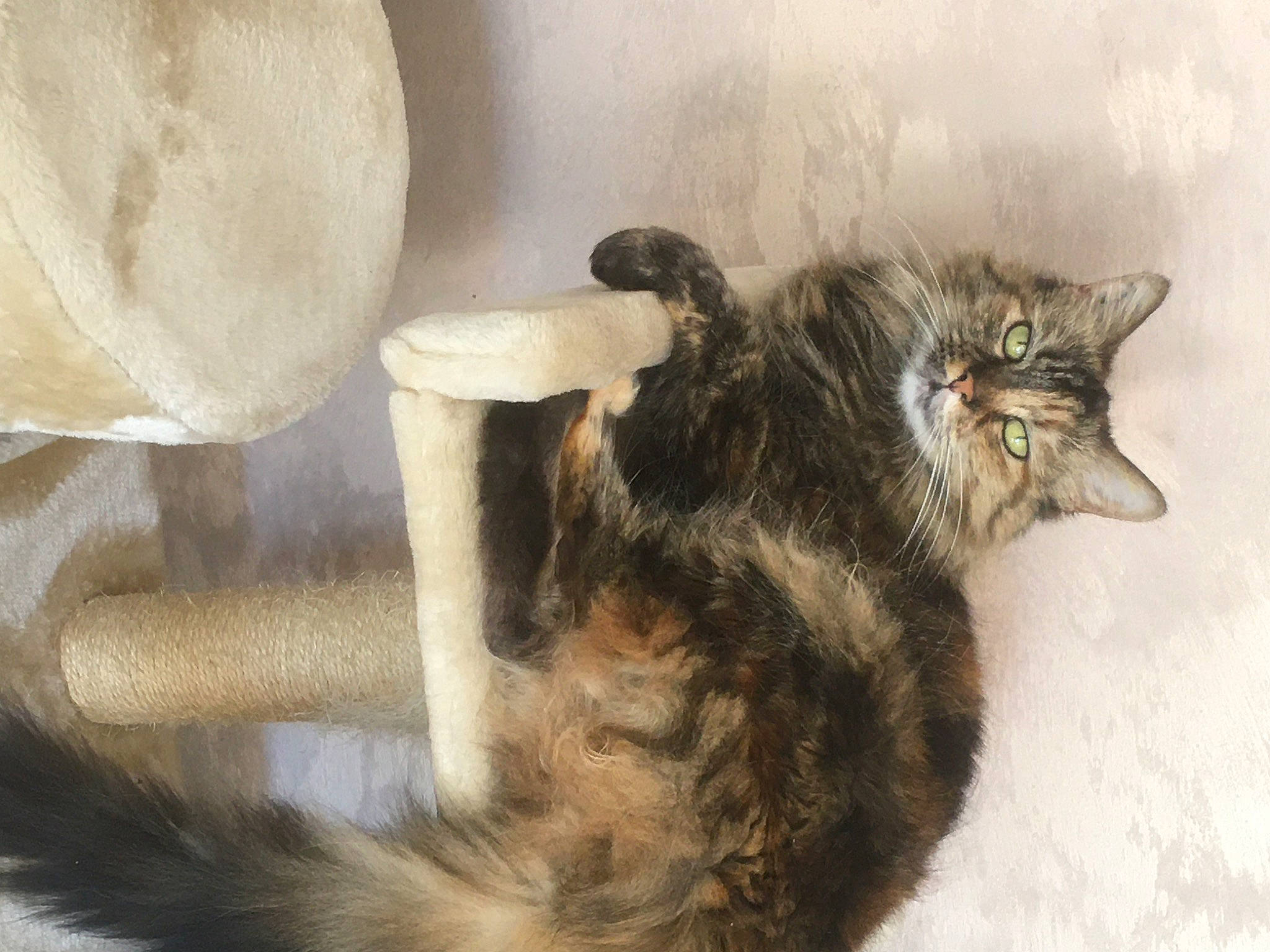 Izzy participe au concours pour gagner de l'argent avec cette photo : black_cat, canidae, carnivore, cat, cat_supply, claw, dog_breed, domestic_short_haired_cat, felidae, fur, paw, small_to_medium_sized_cats, tail, terrestrial_animal, whiskers