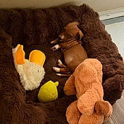 Darcy joined the competition — help win amazing prizes! puppy, dog, pet_bed, plush_toy, stuffed_animal, brown, floor, wood_floor, cozy, cute, small_dog, indoor, animal, looking_back, toy_duck, toy_dog, fur, resting, playful, curious