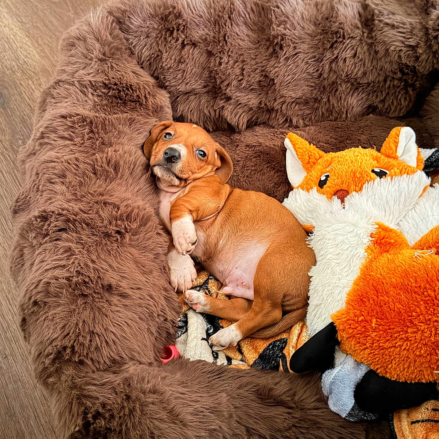 Darcy joined the competition — help win amazing prizes! puppy, dog_bed, plush_toy, fox_toy, brown, orange, white, wooden_floor, pet, cute, cozy, sleepy, animal, toy, indoor, resting, small_dog, fur, blanket, relaxed