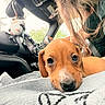 Darcy joined the competition — help win amazing prizes! puppy, dog, car_interior, blanket, person, seatbelt, dashboard, window, stuffed_toy, cute, closeup, brown, fur, resting, indoor, daylight, young_dog, pet, cozy, relaxed