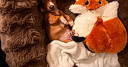 Darcy joined the competition — help win amazing prizes! puppy, dog, brown, fluffy_bed, plush_toy, fox_toy, blanket, cute, pet, cozy, indoor, resting, soft, animal, snuggling, small, young, sleepy, fur, comfort