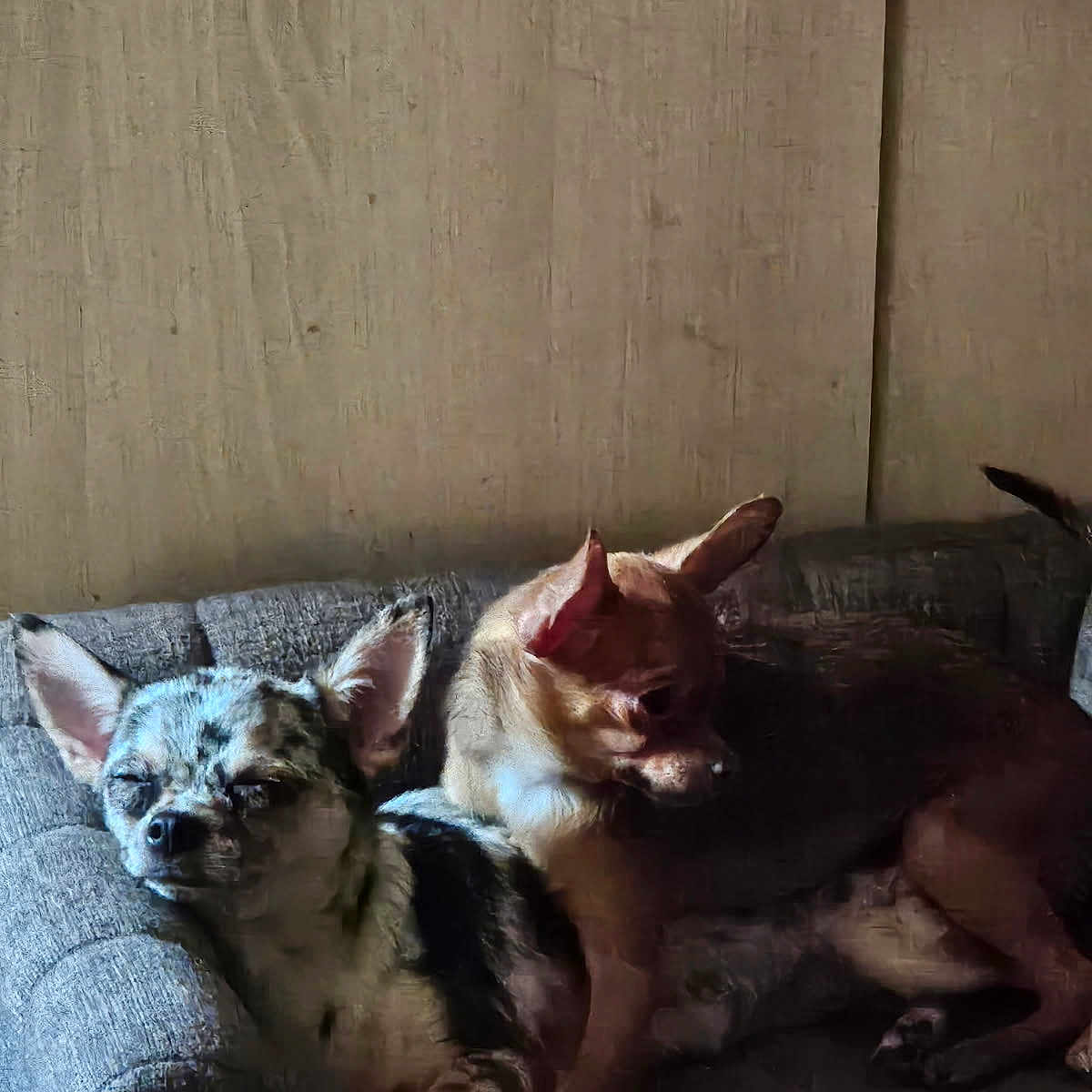 Milou Et Stella participe au concours pour gagner de l'argent avec cette photo : animal, architecture, building, bulldog, canine, cat, chihuahua, couch, cushion, dog, frenchbulldog, furniture, homedecor, husky, indoors, interiordesign, livingroom, pet, puppy, room