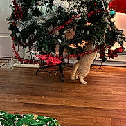 Cheezit joined the competition — help win amazing prizes! cat, christmas_tree, curious, decorations, festive, green_blanket, holiday, holiday_decor, holiday_season, indoor, kitten, ornaments, pets, playful, red_tinsel, tinsel, tree_stand, white_ornaments, wooden_floor, young_cat