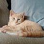 Cheezit is registered to the contest to win money with this photo: animal, cat, couch, cozy, cute, ears, feline, fur, home, indoor, kitten, orange_cat, paws, pet, relaxed, resting, soft, tail, whiskers, young_cat