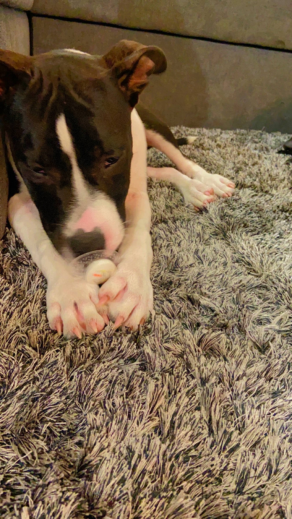 King a rejoint le concours — aidez-le/la à gagner de superbes lots ! carnivore, comfort, companion_dog, dog, dog_breed, fawn, fur, grass, human_leg, mammal, molosser, plant, snout, soil, sporting_group, tail, terrestrial_animal, whiskers, wood, working_animal