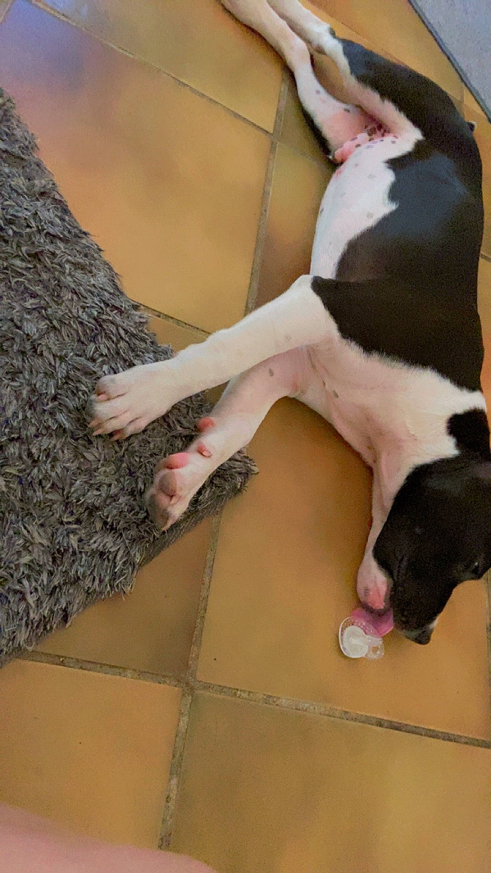 King participe au concours pour gagner de l'argent avec cette photo : canidae, carnivore, collar, comfort, companion_dog, dog, dog_breed, fawn, floor, flooring, foot, fur, human_leg, leg, paw, snout, sporting_group, tail, wood, working_animal