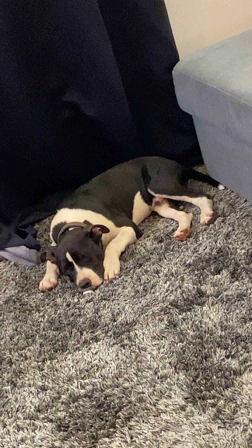 King participe au concours pour gagner de l'argent avec cette photo : canidae, carnivore, comfort, companion_dog, dog, dog_breed, fawn, linens, nap, non_sporting_group, paw, puppy, sleep, snout, soil, sporting_group, tail, working_animal