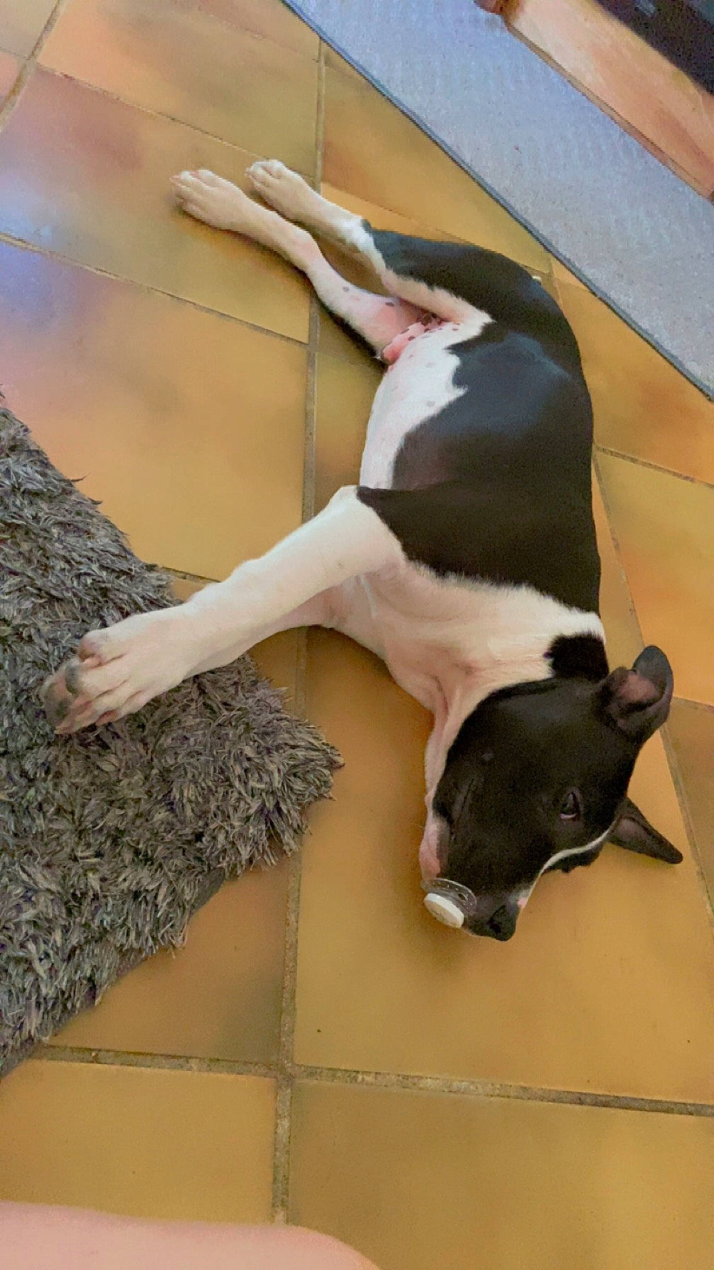 King participe au concours pour gagner de l'argent avec cette photo : carnivore, collar, comfort, companion_dog, dog, dog_breed, fawn, flooring, fur, guard_dog, hardwood, non_sporting_group, pet_supply, snout, sporting_group, tail, terrestrial_animal, whiskers, wood, working_animal