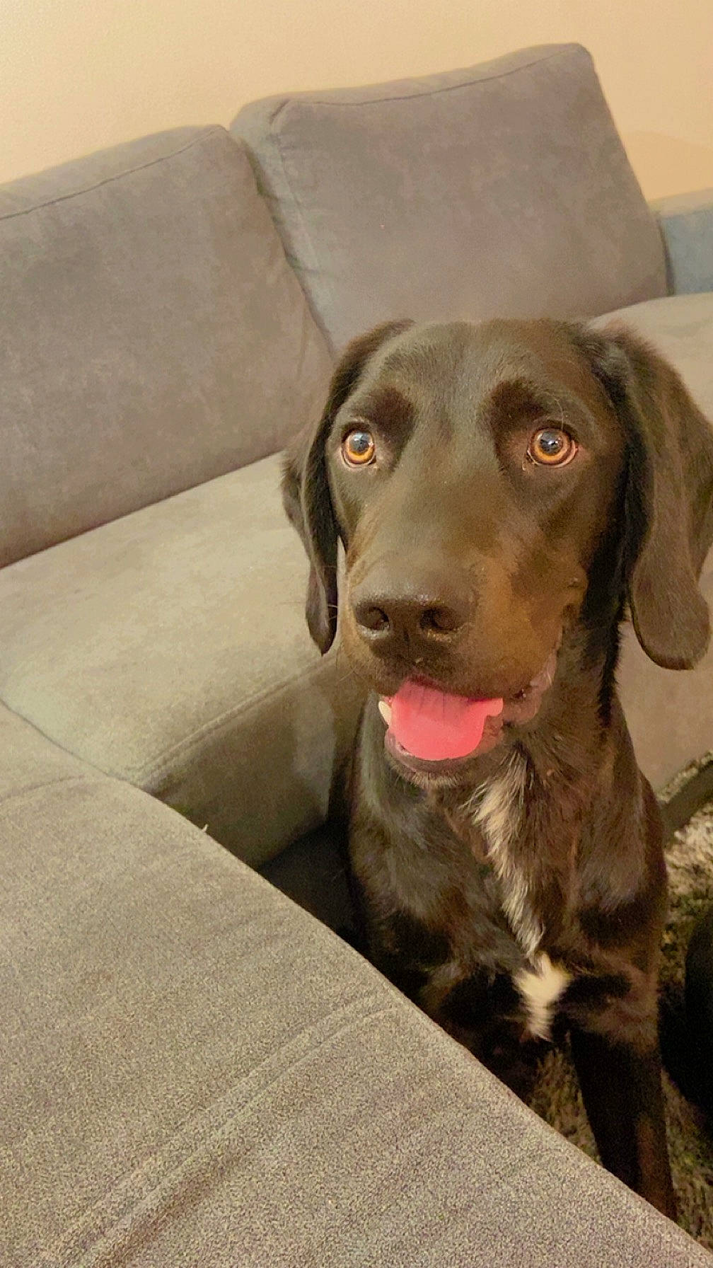 Black participe au concours pour gagner de l'argent avec cette photo : borador, canidae, carnivore, comfort, companion_dog, couch, dog, dog_breed, fawn, fur, gun_dog, hunting_dog, liver, pet_supply, pointing_breed, retriever, snout, sporting_group, whiskers, working_animal