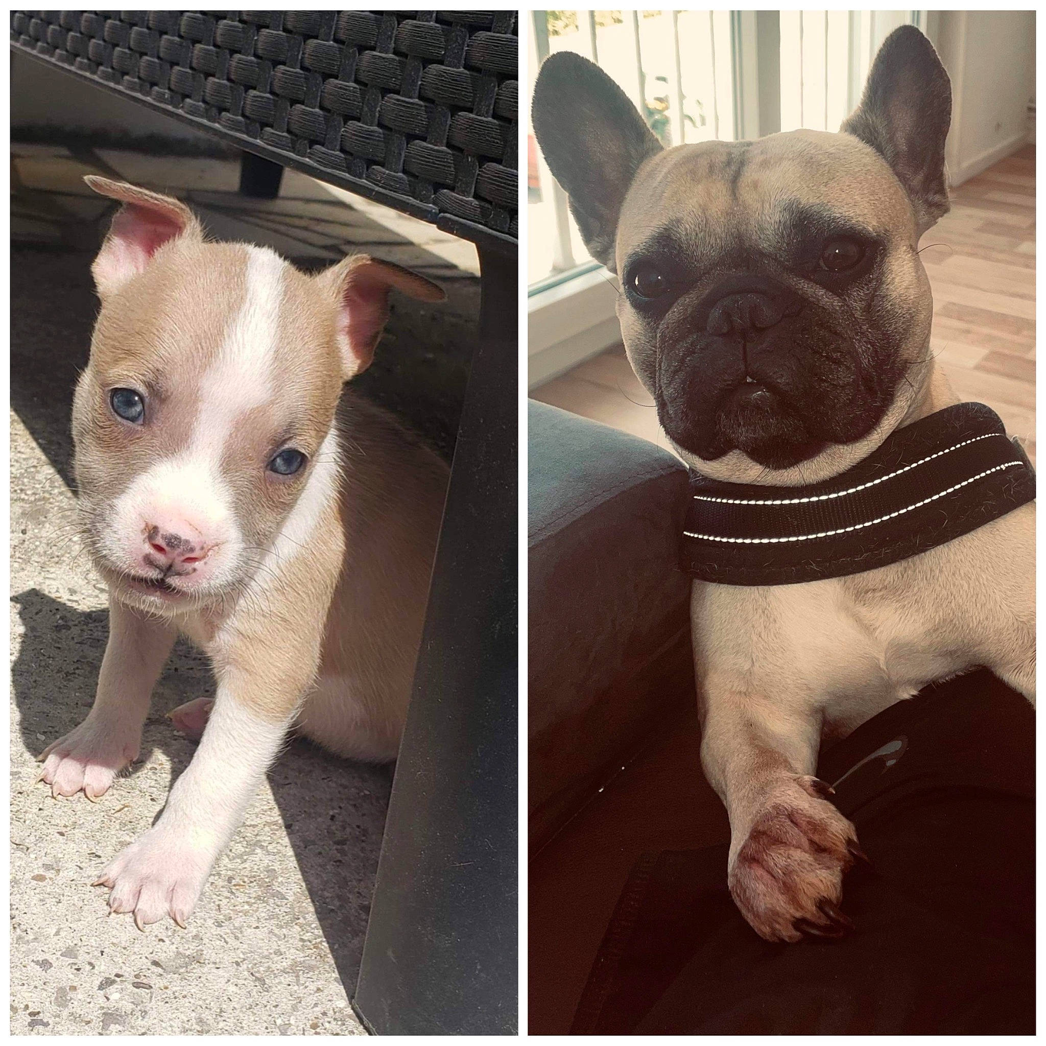 Priska participe au concours pour gagner de l'argent avec cette photo : beauty, canidae, carnivore, companion_dog, dog, dog_breed, ear, fawn, fur, jaw, nose, pattern, photograph, selfie, snapshot, snout, terrestrial_animal, toy_dog, whiskers, working_animal