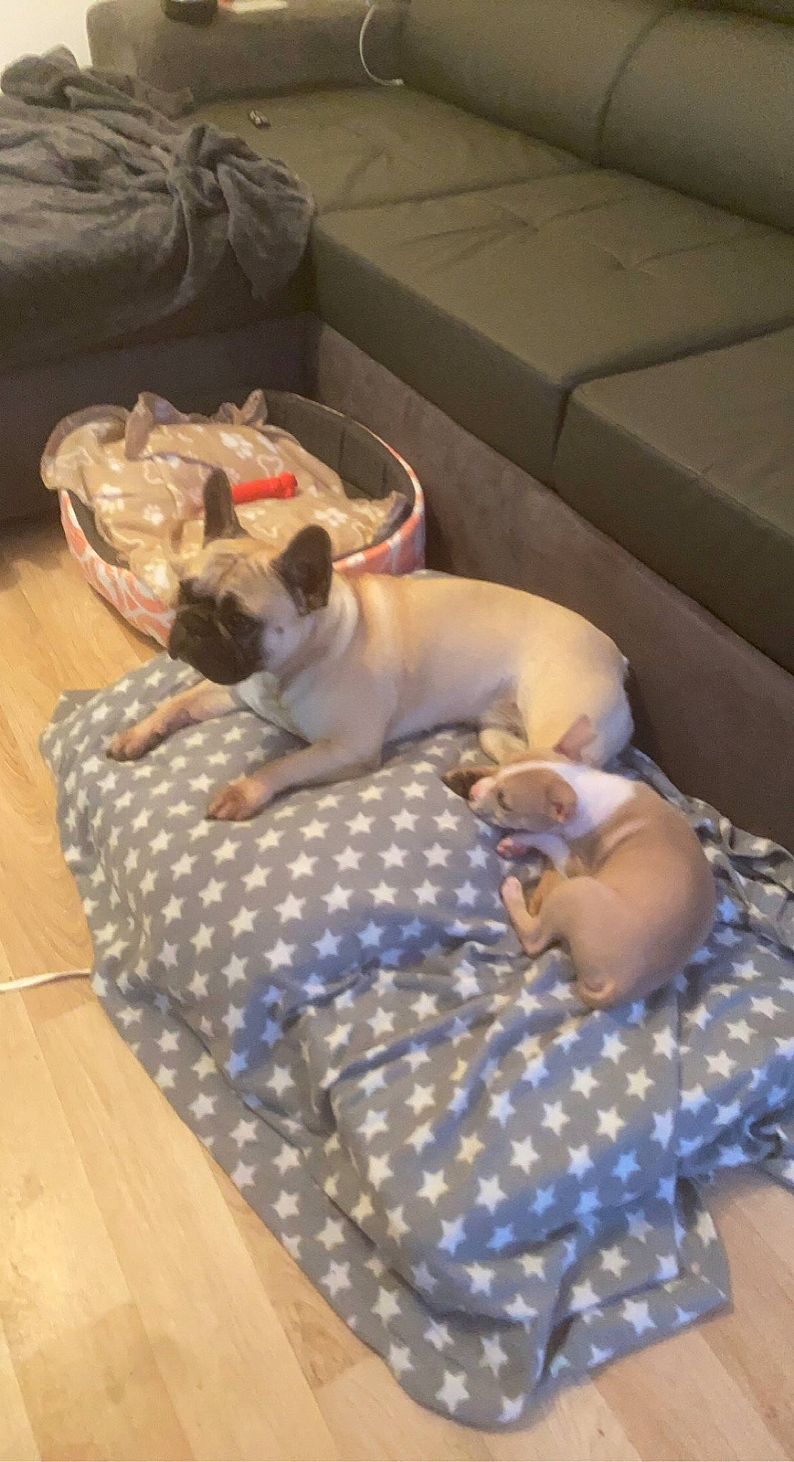 Priska participe au concours pour gagner de l'argent avec cette photo : carnivore, comfort, companion_dog, couch, dog, dog_breed, dog_supply, fawn, felidae, flooring, hardwood, linens, mammal, pattern, pet_supply, small_to_medium_sized_cats, tail, toy_dog, wood, working_animal