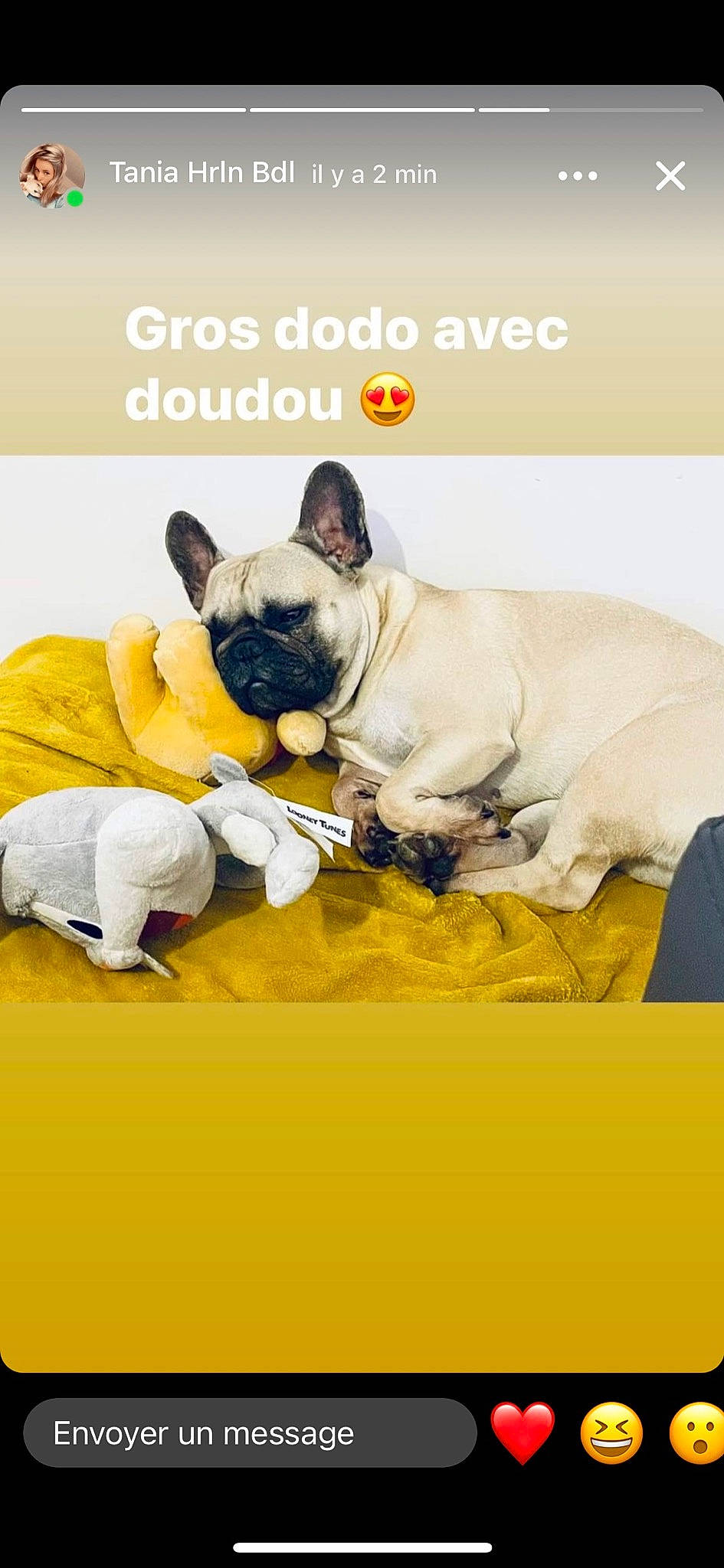 Priska participe au concours pour gagner de l'argent avec cette photo : bulldog, canidae, carnivore, comfort, companion_dog, dog, dog_breed, dog_supply, fawn, font, french_bulldog, photo_caption, pug, puppy_love, snout, sporting_group, terrestrial_animal, toy_dog, whiskers, working_animal