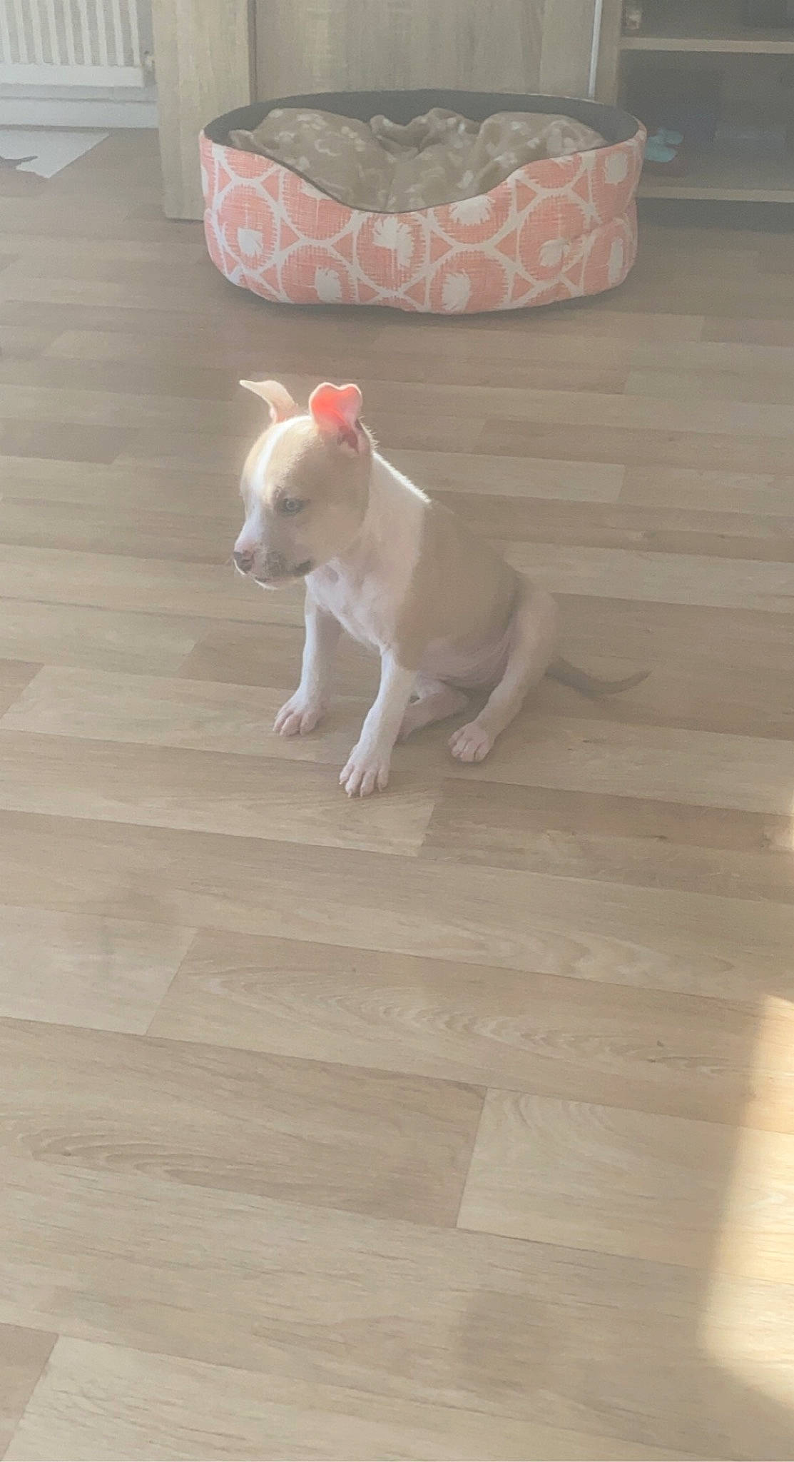 Tina a rejoint le concours — aidez-le/la à gagner de superbes lots ! carnivore, companion_dog, dog, dog_breed, fawn, floor, flooring, hardwood, laminate_flooring, plank, plywood, snout, tail, toy_dog, varnish, whiskers, wood, wood_flooring, wood_stain, working_animal