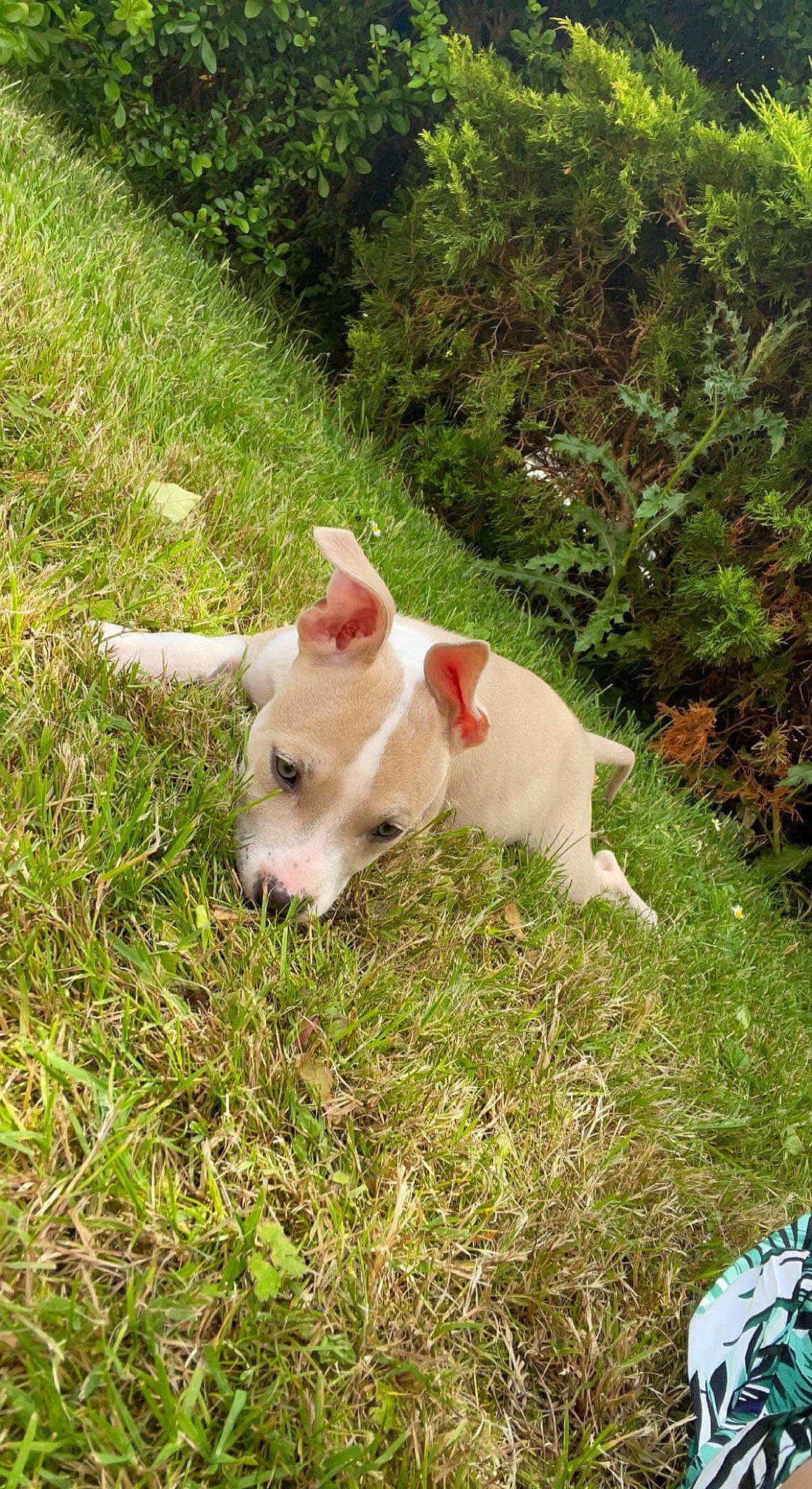 Tina participe au concours pour gagner de l'argent avec cette photo : canidae, companion_dog, dog, dog_breed, fawn, grass, grassland, groundcover, landscape, livestock, non_sporting_group, pasture, plant, sporting_group, suidae, tail, terrestrial_animal, texas_heeler, working_animal