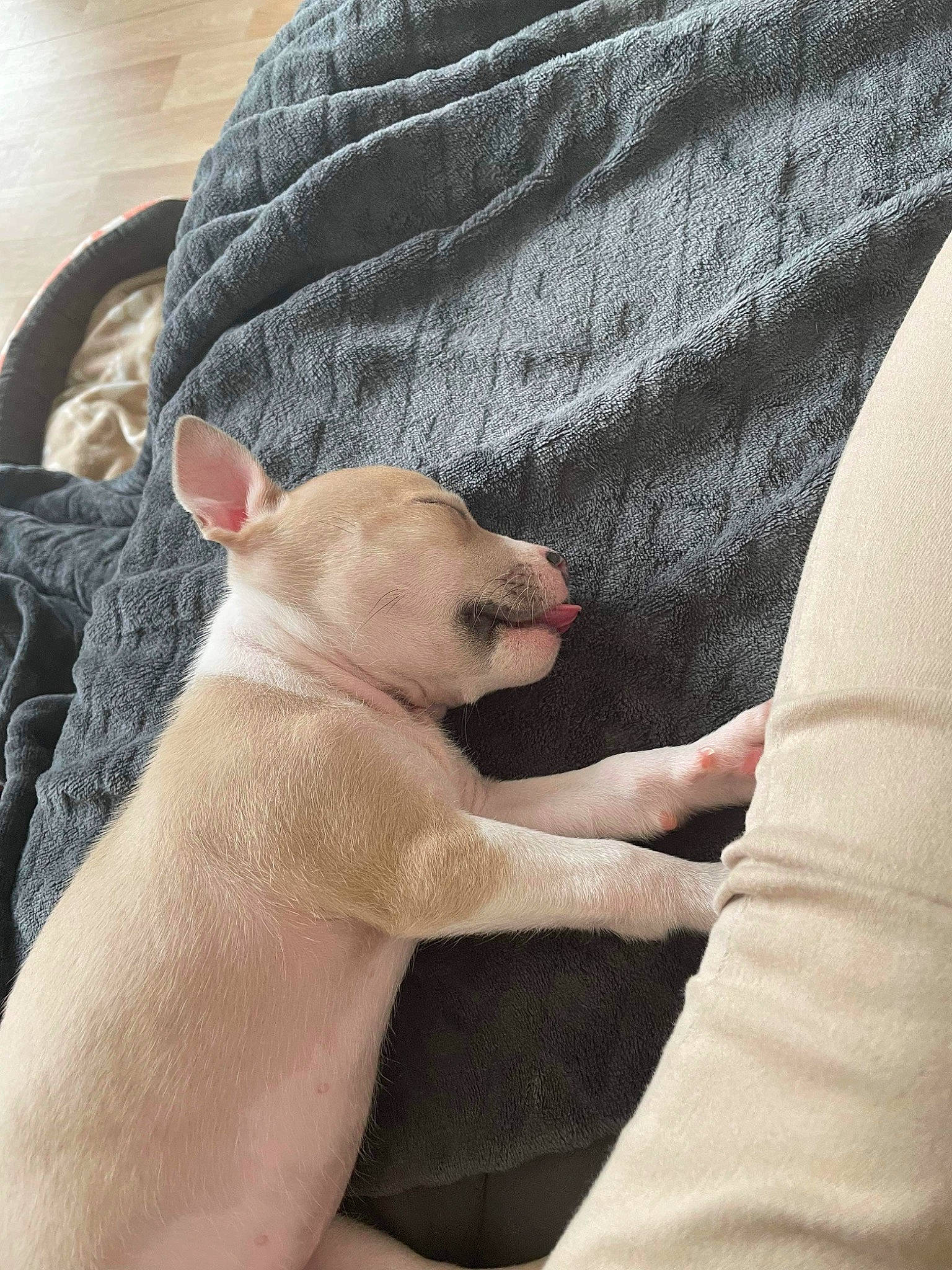 Tina participe au concours pour gagner de l'argent avec cette photo : carnivore, comfort, companion_dog, dog, dog_breed, fawn, felidae, foot, gesture, human_body, human_leg, knee, leg, linens, nail, sleeve, snout, tail, thigh, whiskers