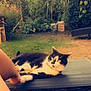 cat, black_and_white, outdoor, garden, grass, lawn_chair, relaxed, pet, animal, foot, person, nature, plants, summer, sunlight, greenery, backyard, resting, feline, domestic_animal