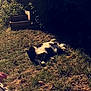 cat, black_and_white, grass, sunlight, outdoor, garden, relaxed, lying_down, nature, plants, shadows, feline, pet, summer, daylight, resting, animal, backyard, sunbathing, peaceful