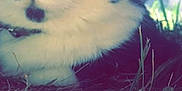 Paillette a rejoint le concours — aidez-le/la à gagner de superbes lots ! cat, animal, close_up, black_and_white, yellow_eyes, grass, outdoor, nature, pet, feline, whiskers, fur, curious, mammal, portrait, hidden, eye_contact, soft_focus, collar, resting