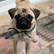 Brooklyn a rejoint le concours — aidez-le/la à gagner de superbes lots ! dog, pug, bow_tie, pet, animal, cute, face, portrait, outdoor, close_up, brown, black, small_dog, fur, whiskers, ears, tail, floor, pattern, looking_up