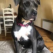 Swanne participe au concours pour gagner de l'argent avec cette photo : black_dog, blanket, calm, canine, chair, collar, dog, domestic_animal, furniture, home, indoor, looking_away, medium_size_dog, paw, pet, pink_collar, quiet, sitting, white_markings, wood_floor