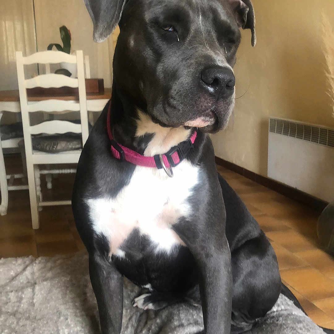 Swanne participe au concours pour gagner de l'argent avec cette photo : black_dog, blanket, calm, canine, chair, collar, dog, domestic_animal, furniture, home, indoor, looking_away, medium_size_dog, paw, pet, pink_collar, quiet, sitting, white_markings, wood_floor