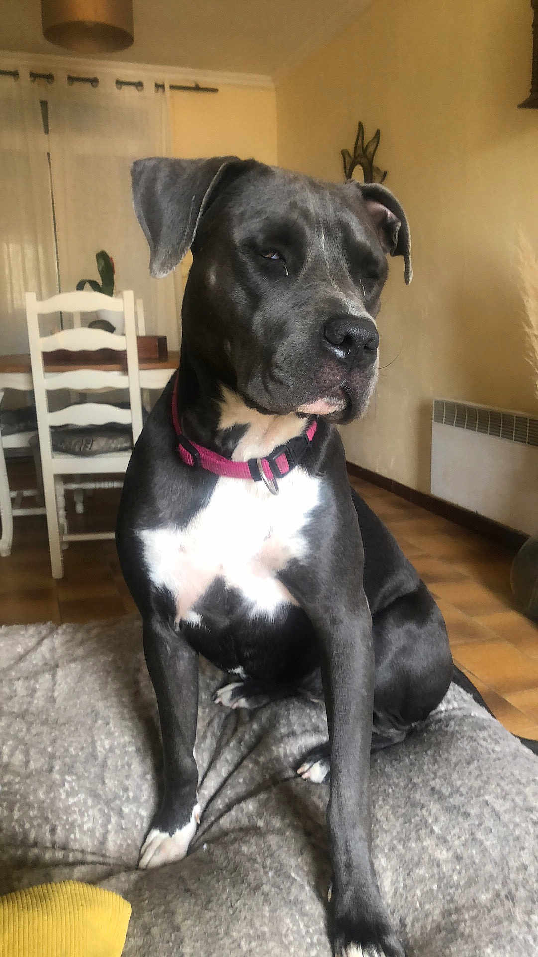 Swanne participe au concours pour gagner de l'argent avec cette photo : black_dog, blanket, calm, canine, chair, collar, dog, domestic_animal, furniture, home, indoor, looking_away, medium_size_dog, paw, pet, pink_collar, quiet, sitting, white_markings, wood_floor