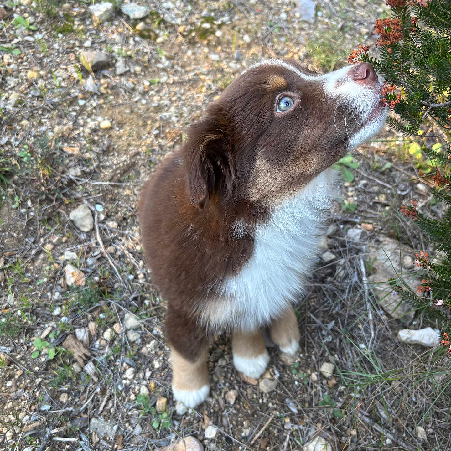 Vaya participe au concours pour gagner de l'argent avec cette photo : animal, canine, collie, dog, field, grass, gravel, hound, husky, nature, outdoors, pet, plant, puppy, road, rock, soil, tree, vegetation, wilderness