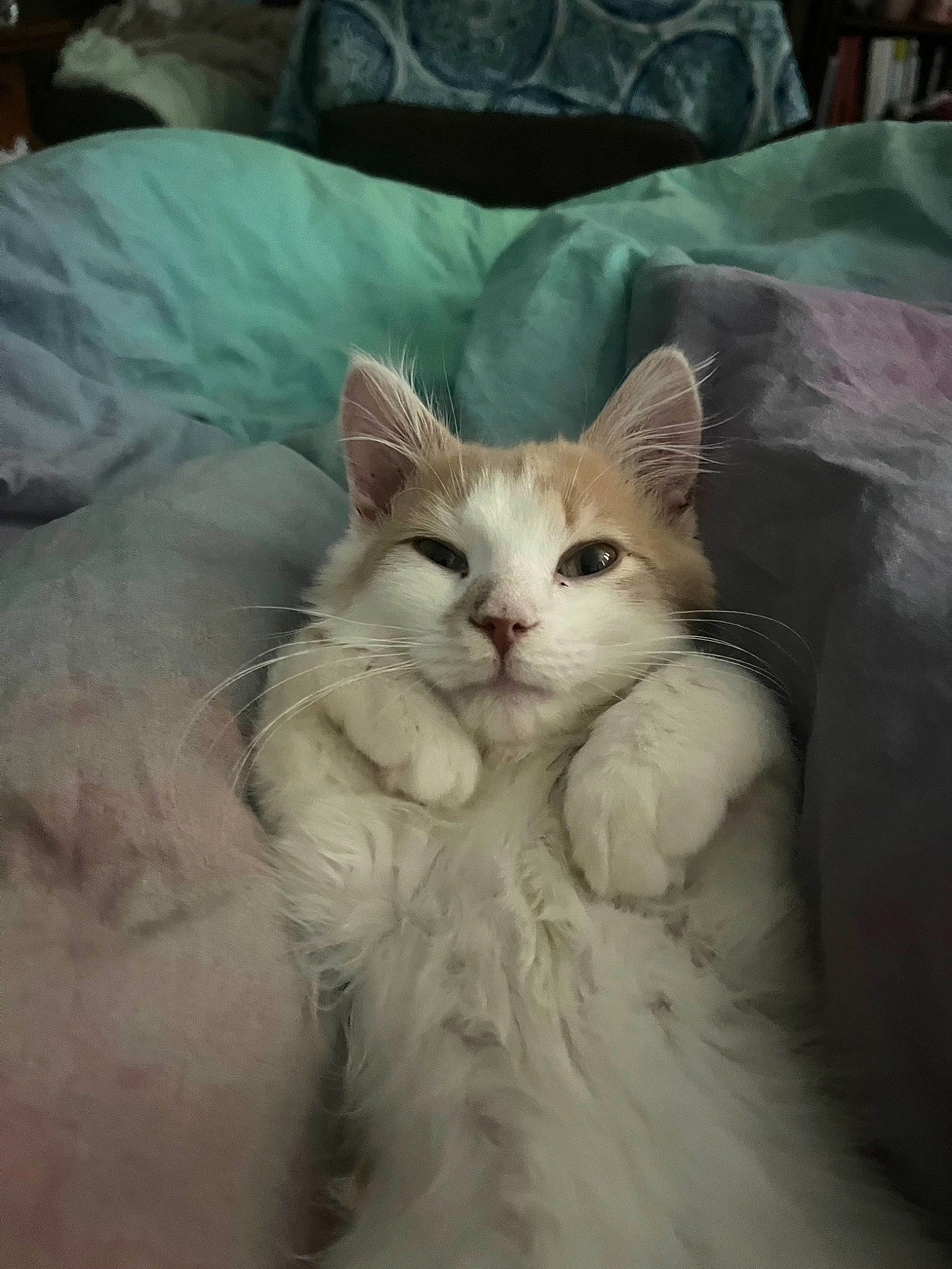 Luffy is registered to the contest to win money with this photo: bed, carnivore, cat, claw, comfort, fawn, felidae, fur, linens, paw, pillow, small_to_medium_sized_cats, snout, tail, whiskers, wood