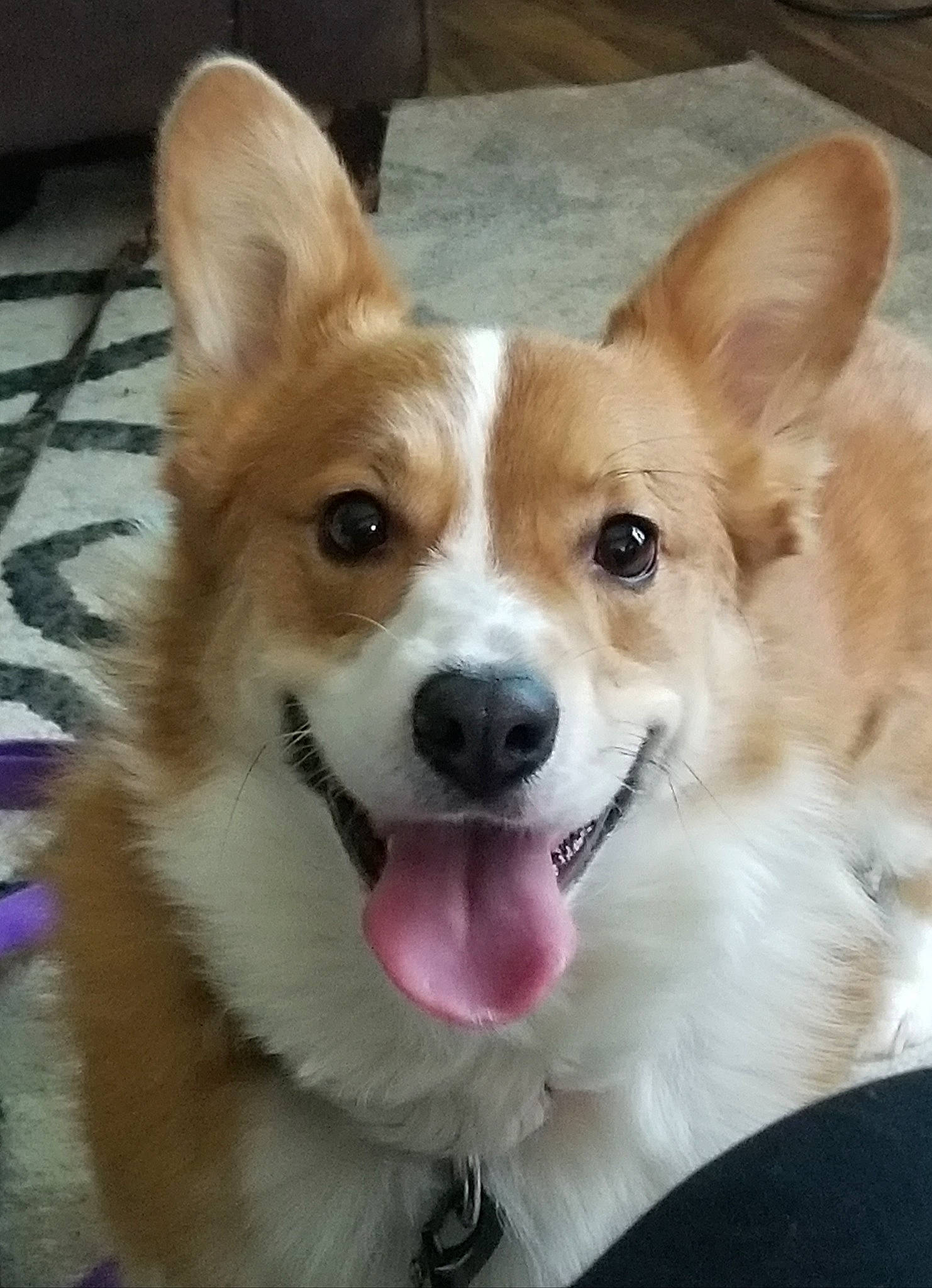 Griffin is registered to the contest to win money with this photo: canidae, carnivore, companion_dog, dog, dog_breed, dog_collar, dog_supply, eye, fawn, fur, plant, puppy, snout, sporting_group, terrestrial_animal, vertebrate, whiskers, working_animal, working_dog