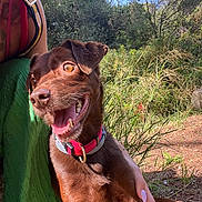 Havana a rejoint le concours — aidez-le/la à gagner de superbes lots ! dog, brown_dog, pet, collar, outdoor, greenery, nature, sunlight, happy, smiling_dog, person, hand, grass, trees, blue_sky, casual_clothing, summer, closeup, animal, companion