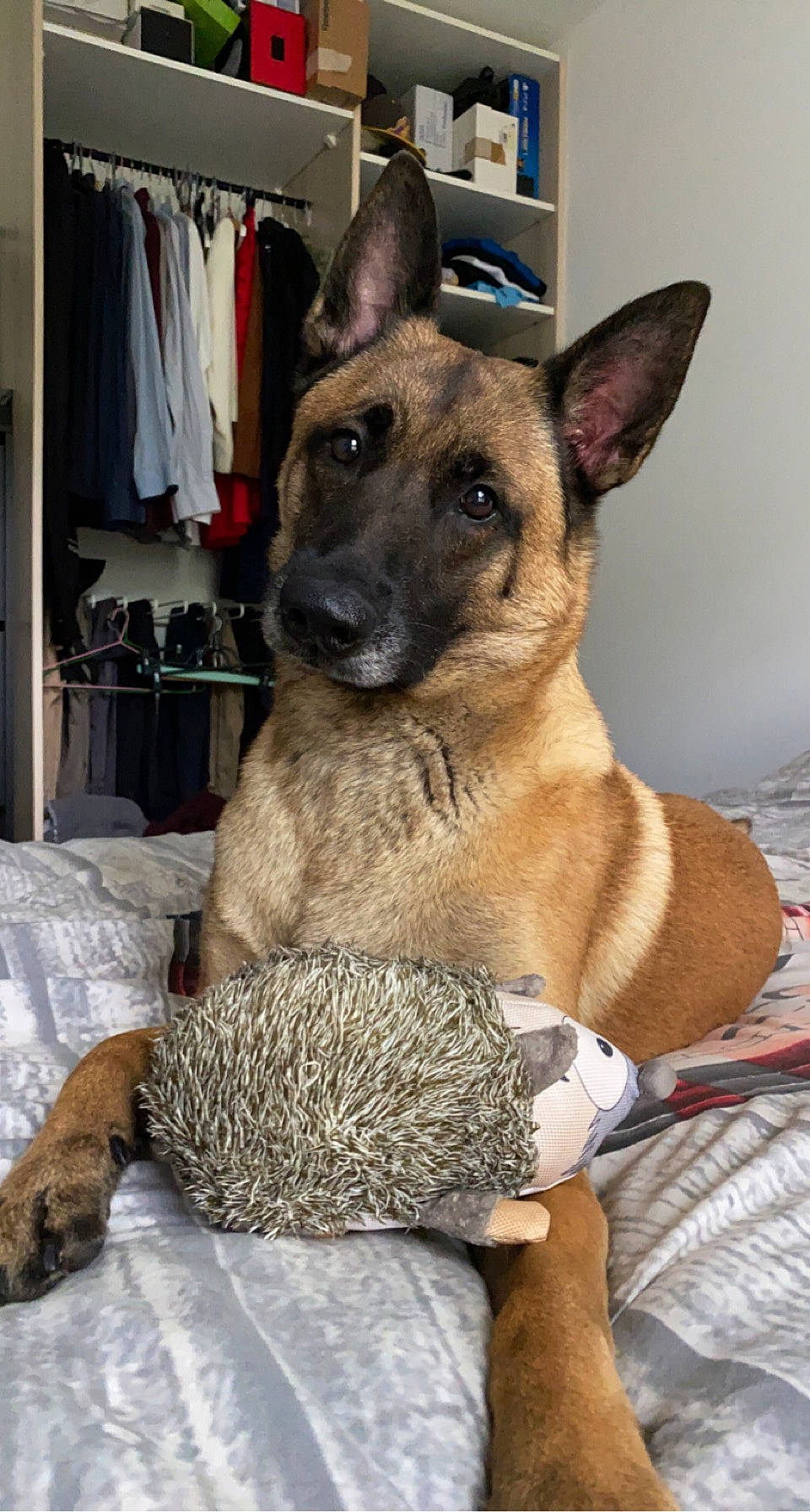 Isko a rejoint le concours — aidez-le/la à gagner de superbes lots ! belgian_shepherd_malinois, canidae, carnivore, comfort, companion_dog, curtain, dog, dog_breed, fawn, fur, german_shepherd_dog, herding_dog, king_shepherd, linens, old_german_shepherd_dog, sporting_group, terrestrial_animal, working_animal, working_dog