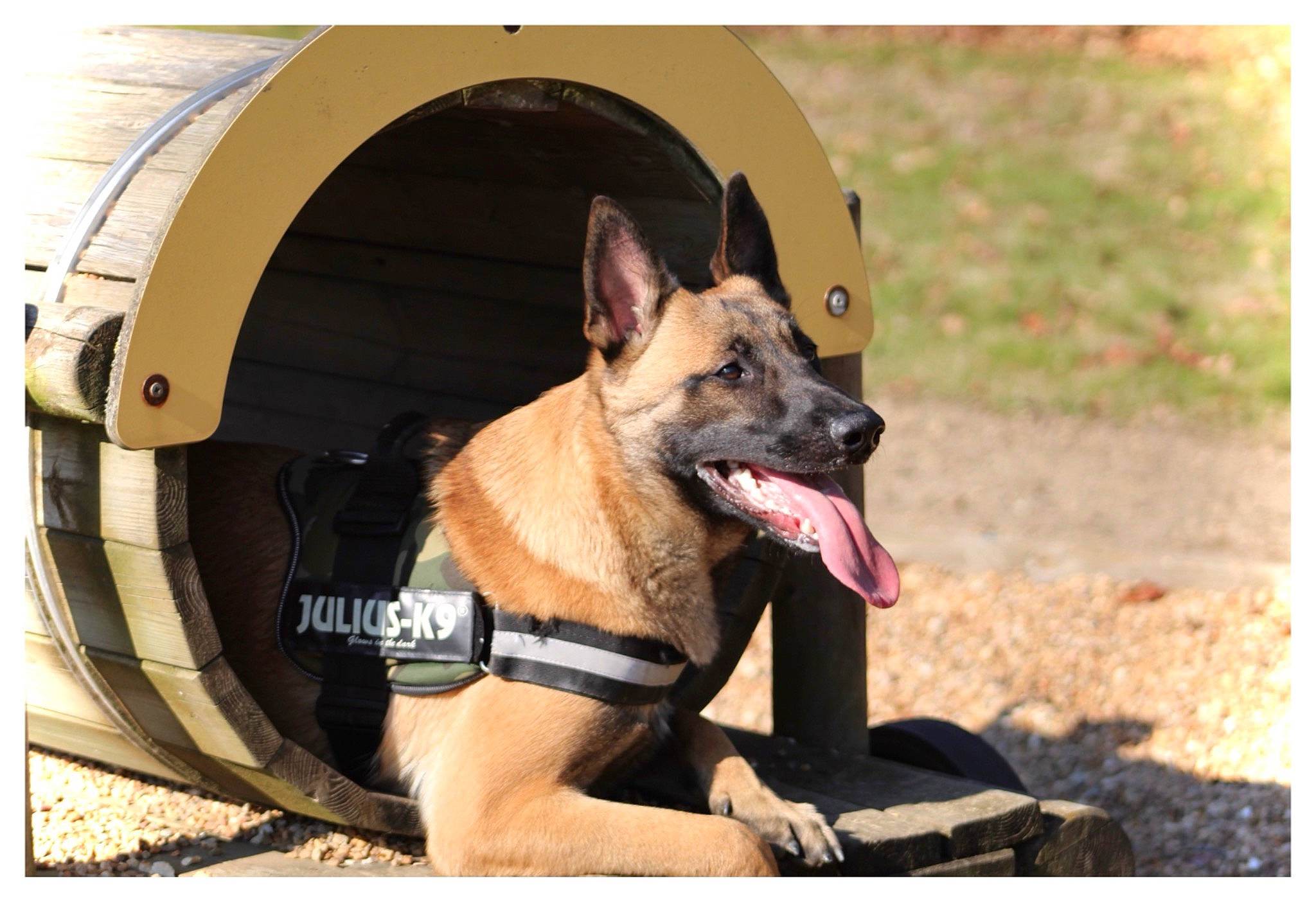 Isko participe au concours pour gagner de l'argent avec cette photo : automotive_tire, canidae, carnivore, collar, companion_dog, dog, dog_breed, dog_collar, dog_supply, door, east_european_shepherd, fawn, german_shepherd_dog, herding_dog, pet_supply, snout, sporting_group, vehicle, working_animal, working_dog