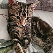 Mollie is registered to the contest to win money with this photo: kitten, tabby, cat, pet, animal, feline, fur, whiskers, close_up, indoor, bed, blanket, resting, cute, young, ears, eyes, paw, soft, striped
