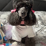 Maggie is registered to the contest to win money with this photo: dog, poodle, pet, bed, white_shirt, pink_bows, toy, soft_toys, fur, collar, indoor, cute, animal, portrait, accessories, pink_tutu, fluffy, decor, resting, domestic